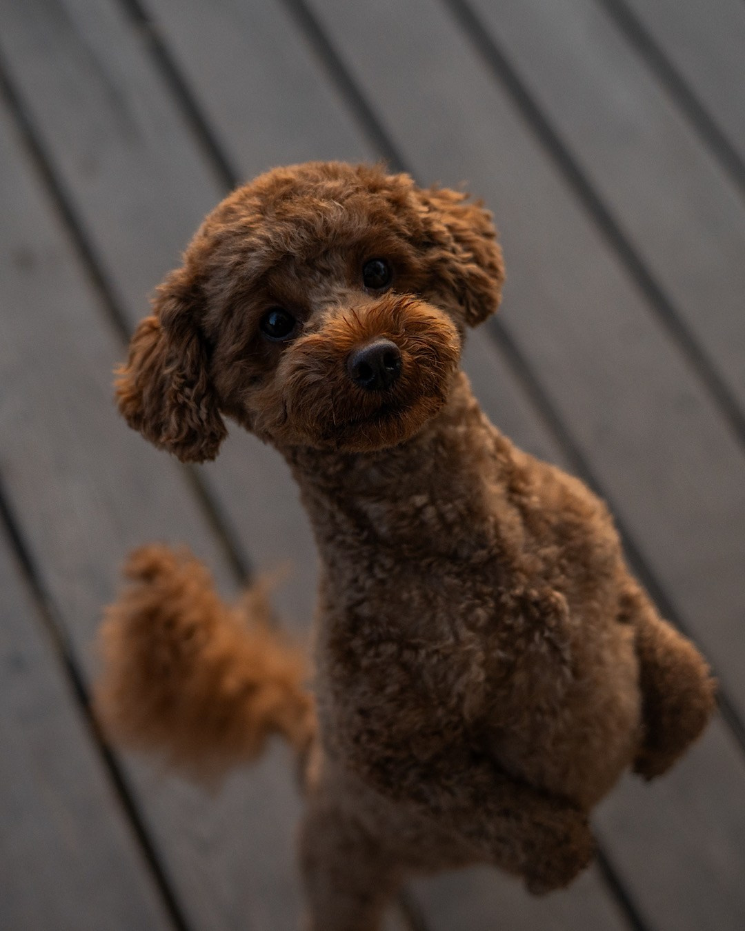 Лия и Чарли. Фотограф анималист в Москве и Санкт-Петербурге Свиридова Анна