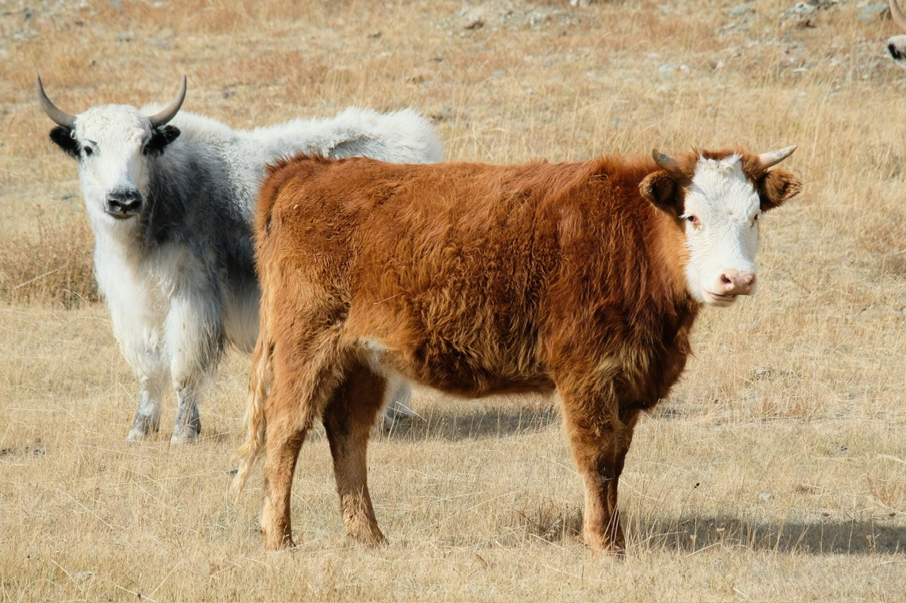 Алтай. Фотограф Евгений Андреев