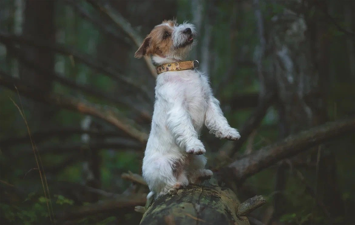 Lovely-Orange Need Hugs. Lovely-Orange питомник джек рассел терьеров