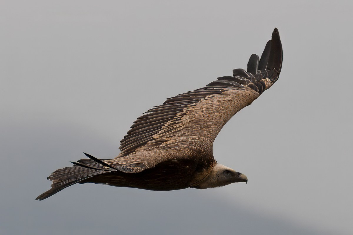 Птицы. Photomantis