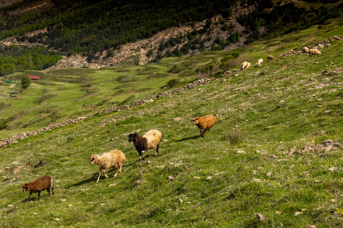 Животные. Photomantis