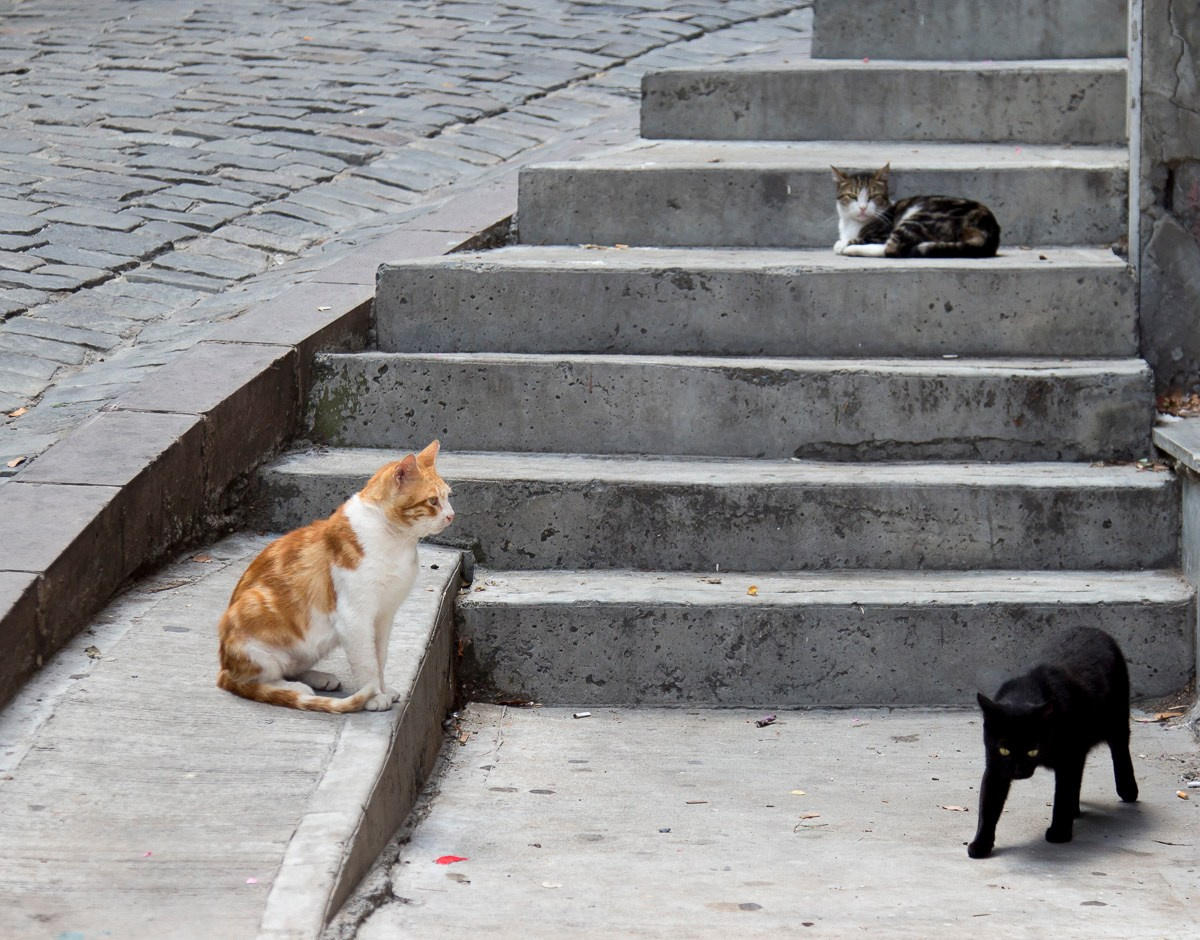 Стамбул, Турция, 2014. Фотограф Василий Буланов