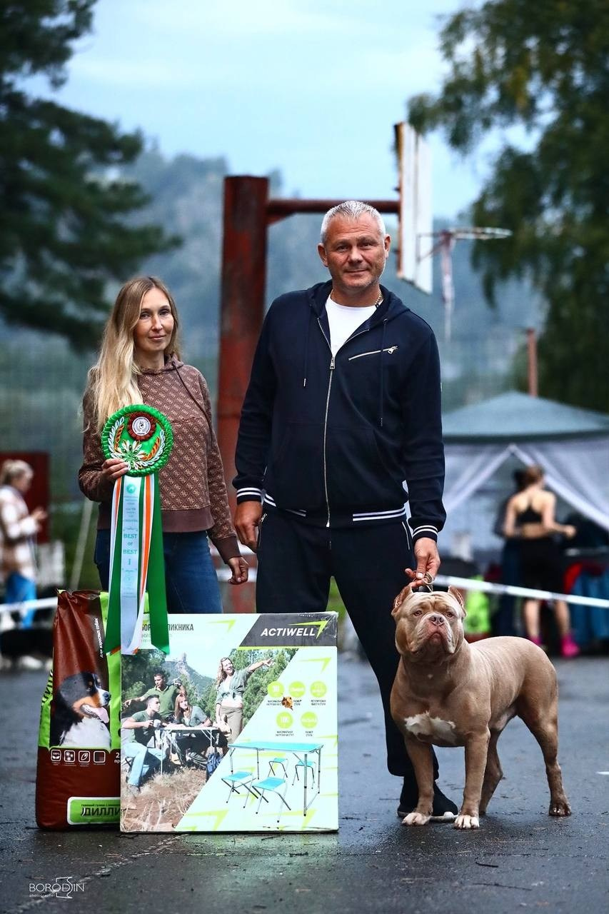 Участие в выставках. Американские булли XL в г. Калининград. Питомник Great Bully UNIVERSE