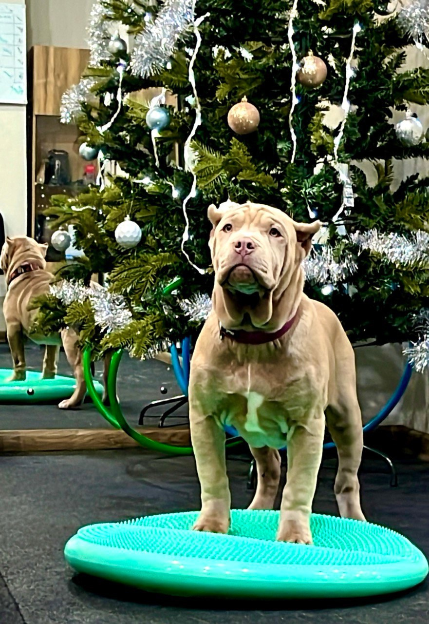 Hunter&Queenie, 10.09.25. Американские булли XL в г. Калининград. Питомник Great Bully UNIVERSE