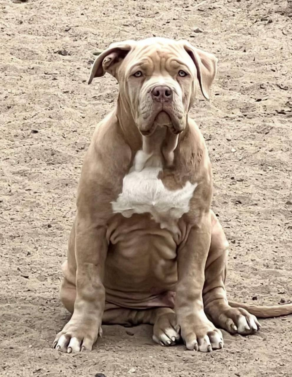 Hunter&Queenie, 13.01.25. Американские булли XL в г. Калининград. Питомник Great Bully UNIVERSE