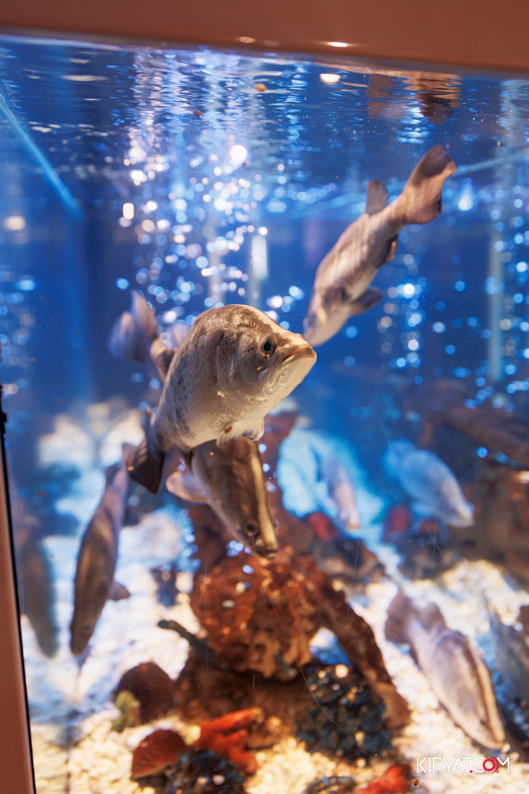 ОФИЦИАЛЬНОЕ ОТКРЫТИЕ CAFE LEFFE. КИПЯТКОМ АЛМАТЫ!