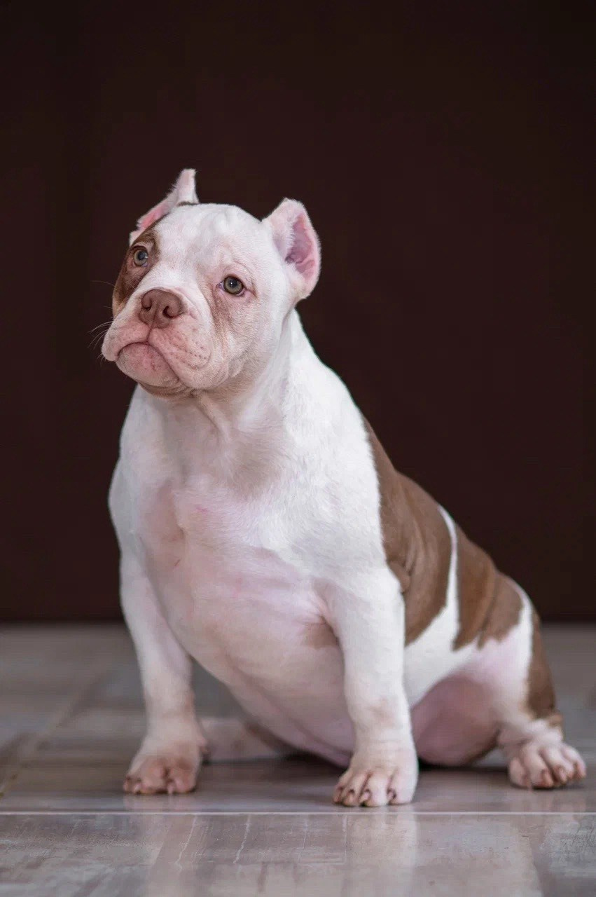 Свободные щенки Американский Булли в Иркутске. Питомник собак Иркутск