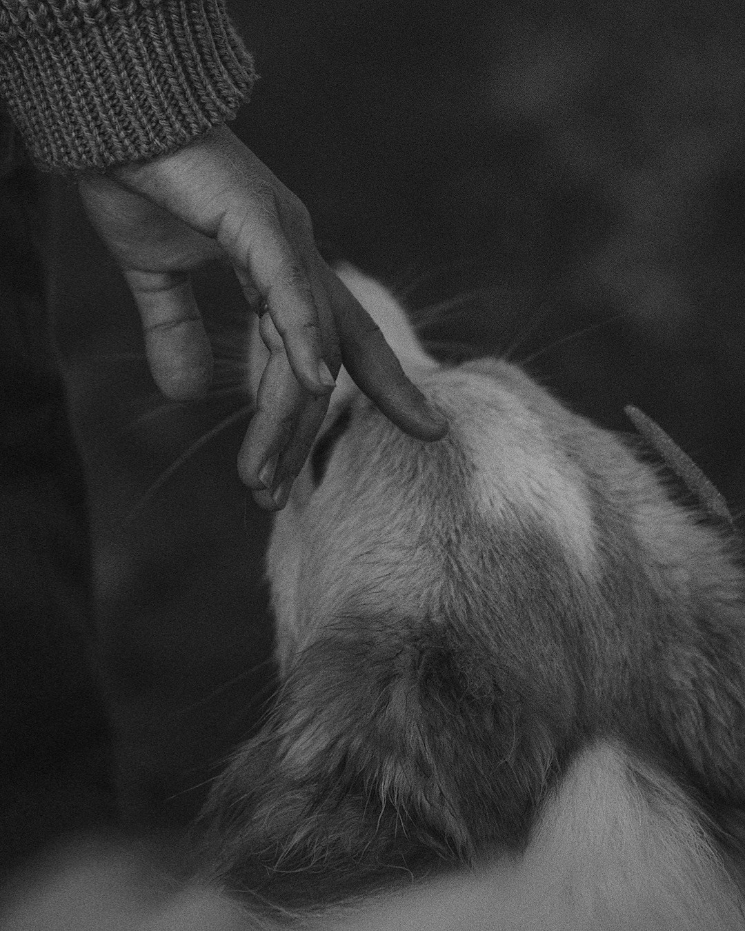 Рина и Марси. Фотограф анималист в Москве и Санкт-Петербурге Свиридова Анна