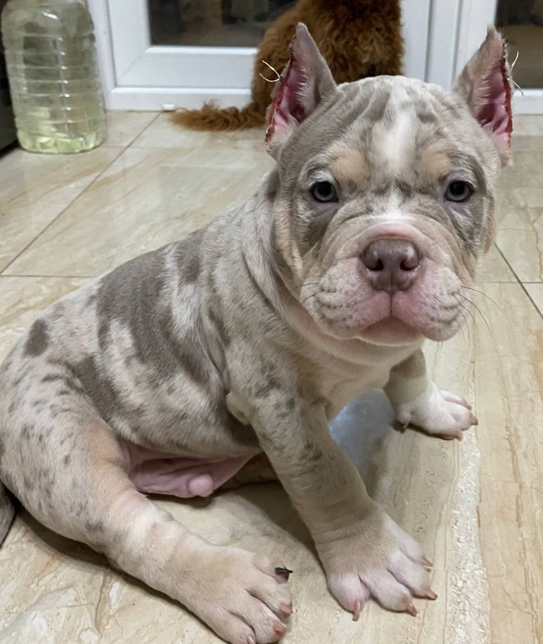 Свободные щенки Американский Булли, в типах покет, классик, стандарт. Американский Булли в г. Ростов-на-Дону. Питомник THE POWER OF SIBERIA