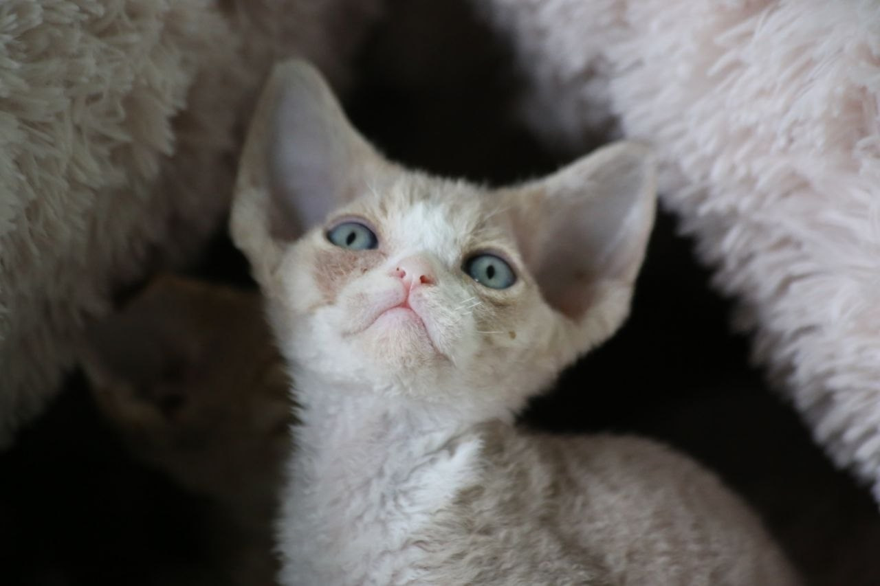 DRX q 03 котик Nevskiy Favorite Orion готов к резерву 🧿 д/р 25.02.26. Nevskiy Favorite — питомник девон-рексов в Санкт-Петербурге. Здоровые, ласковые и редкие котята