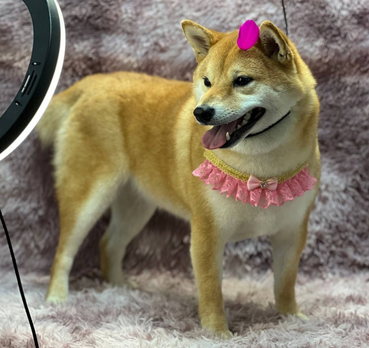 сиба питомник Рубилайт щенки на продажу rubylight  сиба щенки купить СПб Санкт-Петербург 