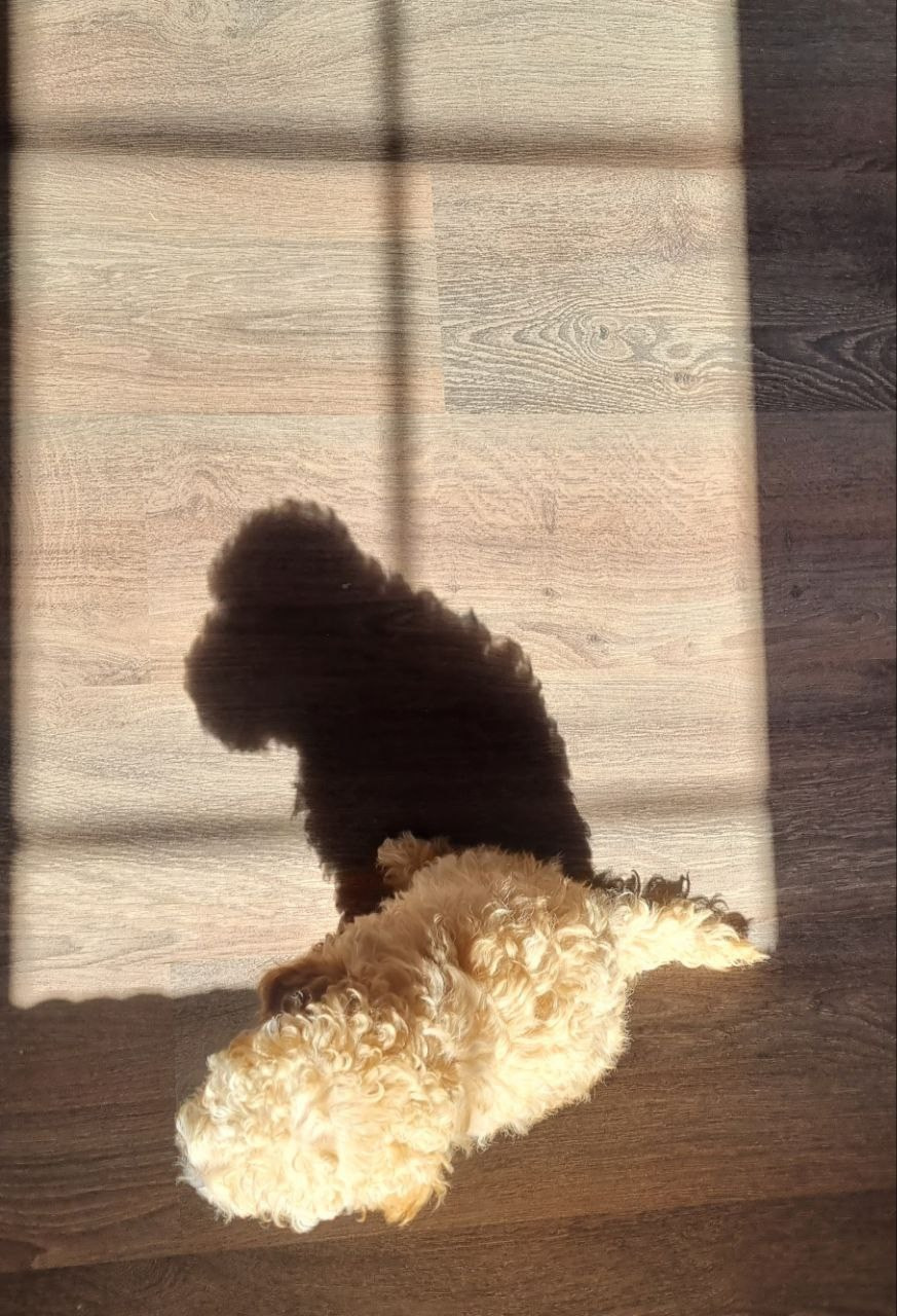 КУРС ПО ФОТО/ВИДЕО СЪЕМКЕ «СЧАСТЬЕ В ПРОСТОМ». Фотография. Визуально-чувственный мир души