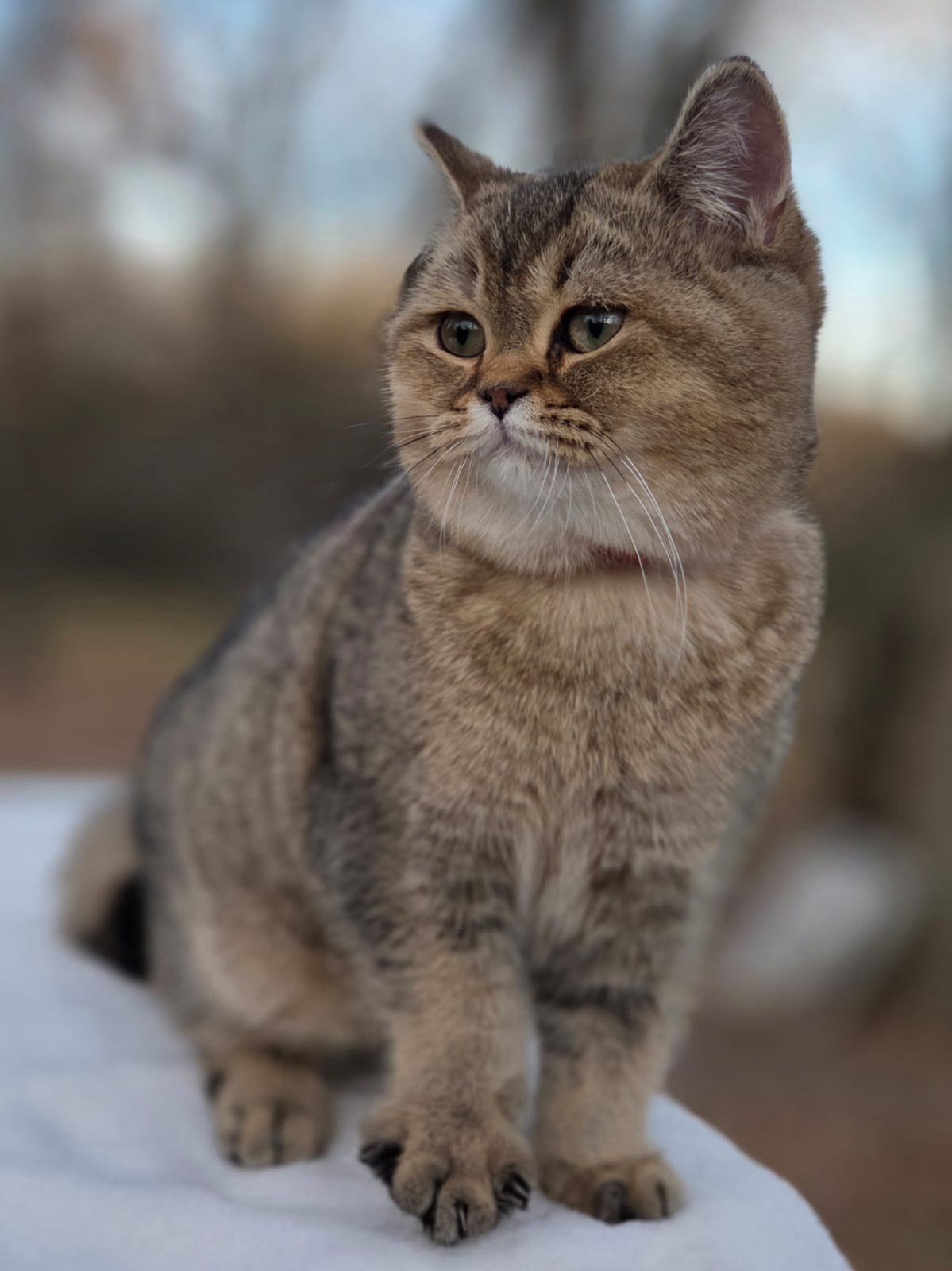 Kira, DB-08.25.25, female, $1200. British shorhair Cats