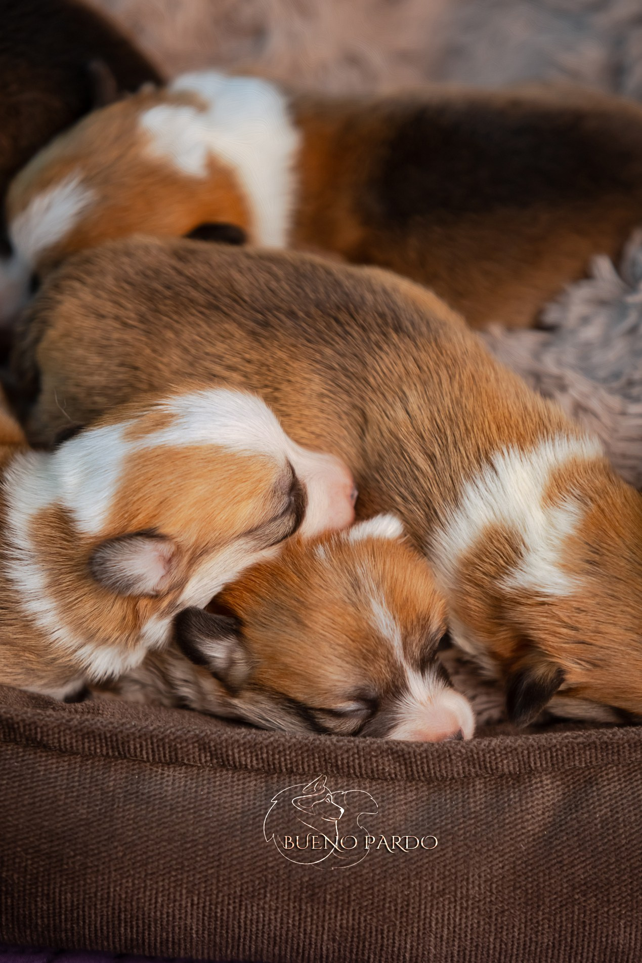 Щенки вельш корги пемброк из питомника. Питомник собак Акита, Хаски, Корги