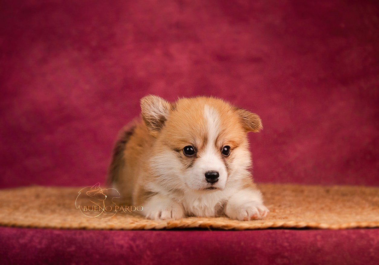 Щенки вельш корги пемброк из питомника. Питомник собак Акита, Хаски, Корги