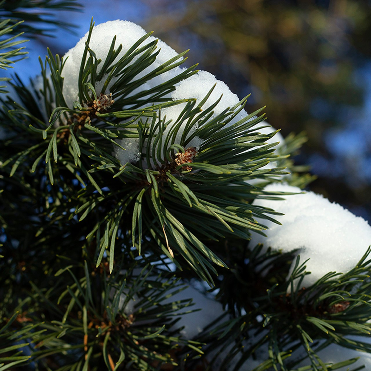 Деревья. Природа севера