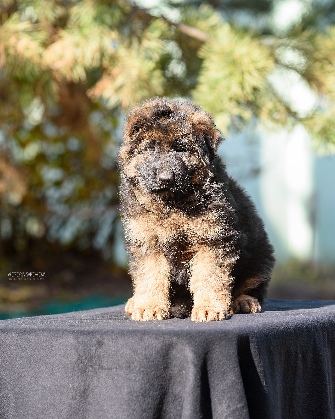 Немецкие овчарки 14.10.2023. Фотограф анималист Благовещенск. Сафонова Виктория