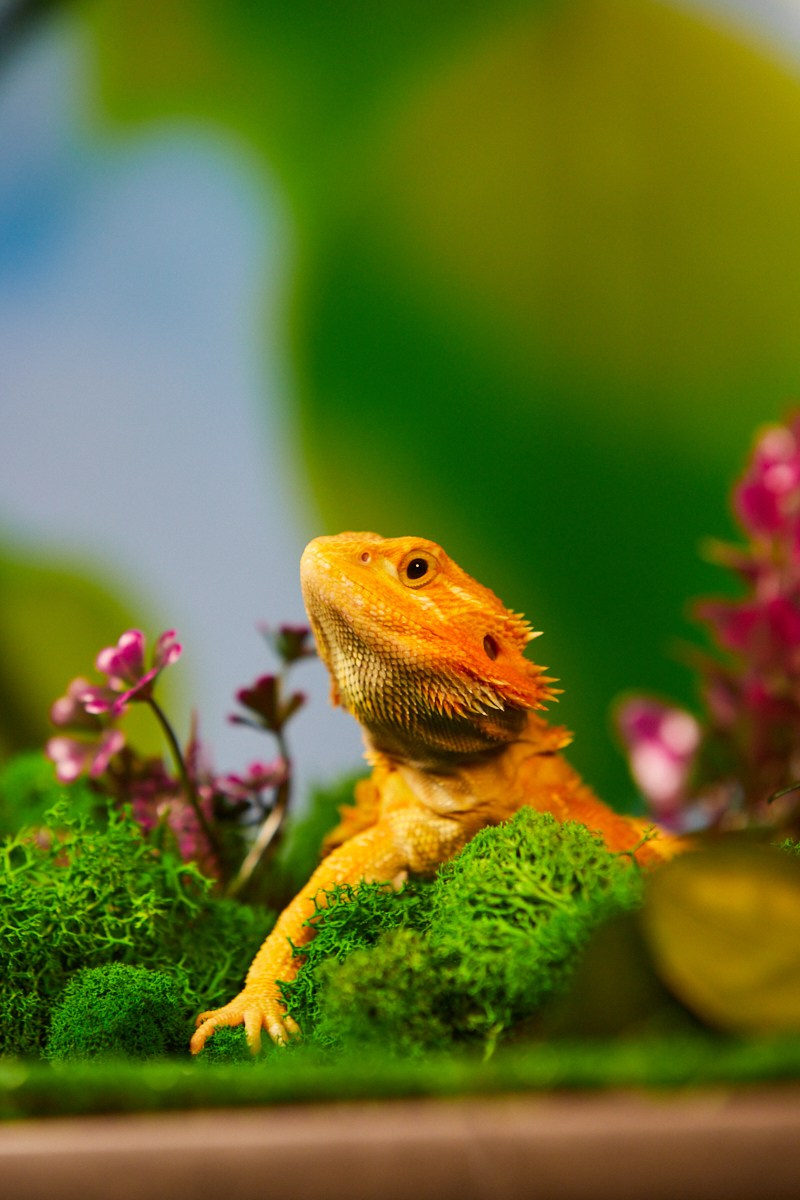 Съёмка животных —  ящерица на жёлтом фоне.