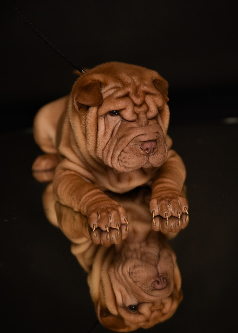 Купить Шарпей Уфа, Купить Шарпея Уфа, Купить щенка Шарпей Уфа, ТОП питомник Шарпеев Уфа, Питомник Шарпей  Уфа, 