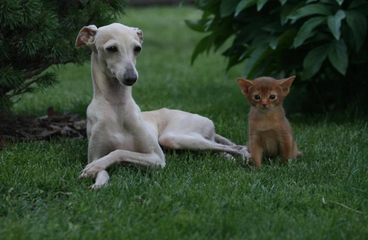 Кремовые детки. Профессиональный питомник левреток РКФ/FCI ASTI SAPPHIRE 💎 Сочи|Санкт-Петербург