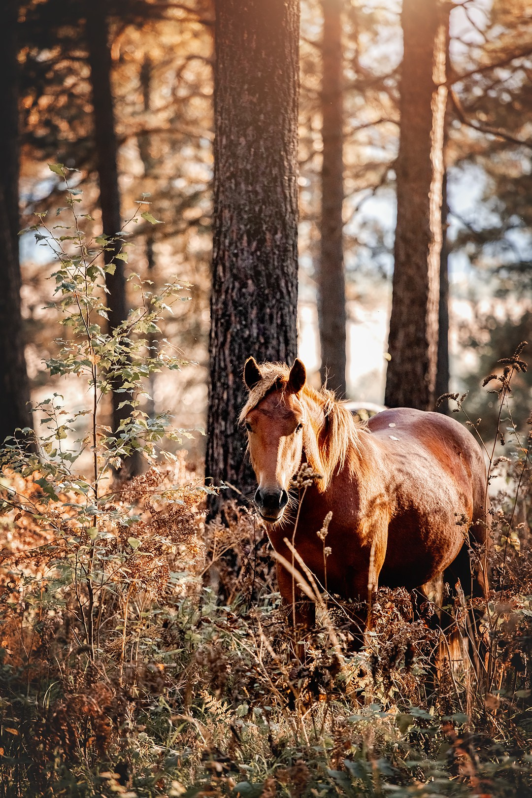 Осенний Горный Алтай '23. BrisArts