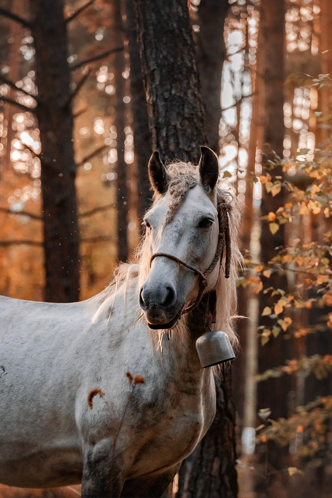 Осенний Горный Алтай '23. BrisArts