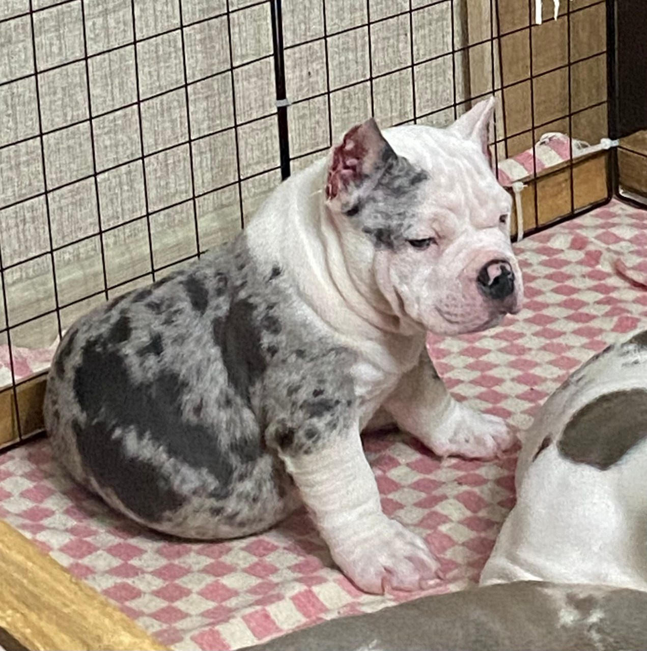 Свободные щенки Американский Булли, в типах покет, классик, стандарт. Американский Булли в г. Ростов-на-Дону. Питомник THE POWER OF SIBERIA