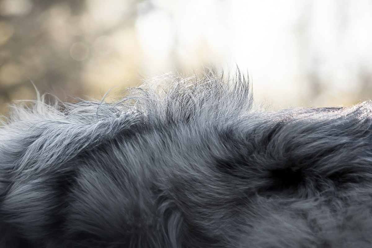 Как я выбираю, на какой объектив снимать животных?