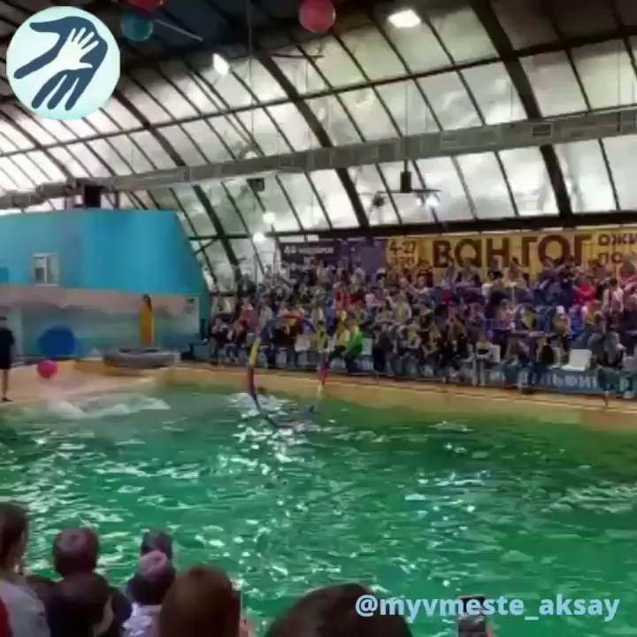 Море восторга в Ростовском дельфинарии!