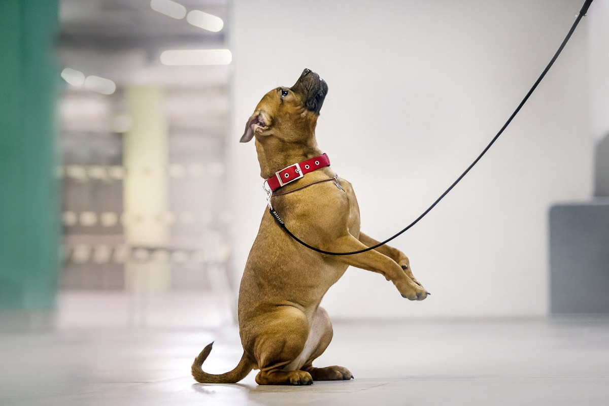 Как я выбираю, на какой объектив снимать животных?