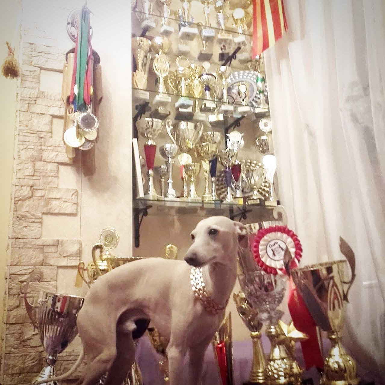 Выпускники ЧЕМПИОНЫ. Профессиональный питомник левреток РКФ/FCI ASTI SAPPHIRE 💎 Сочи|Санкт-Петербург