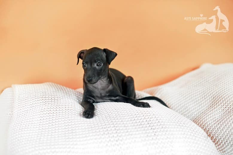 Asti Sapphire Esmeralda La Bella. Профессиональный питомник левреток РКФ/FCI ASTI SAPPHIRE 💎 Сочи|Санкт-Петербург