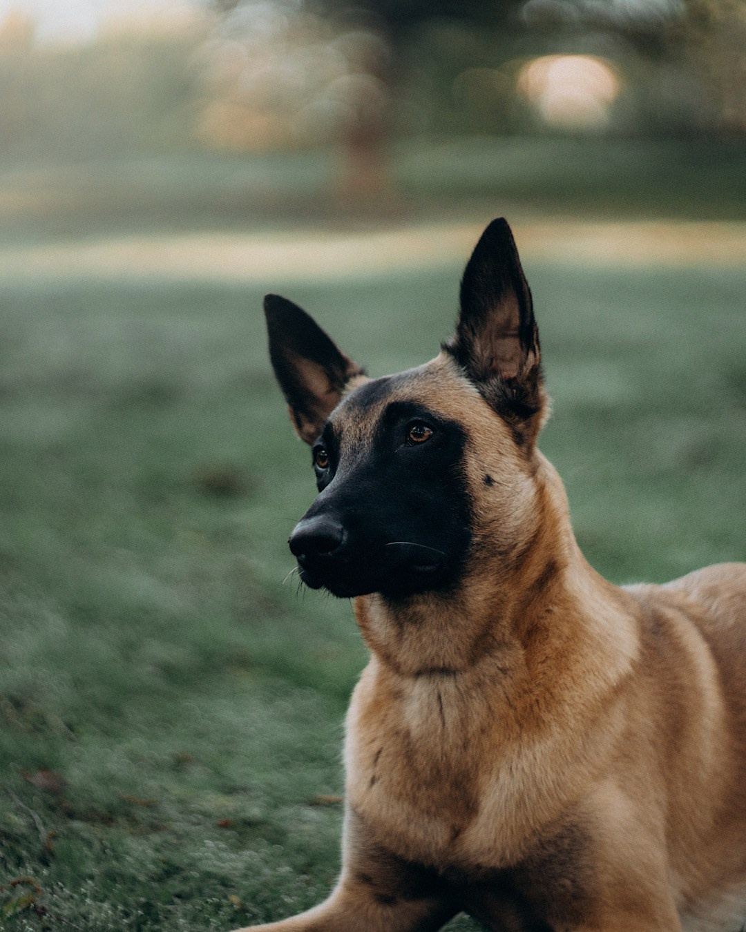 Наталья, Сергей и Уна. Фотограф анималист в Москве и Санкт-Петербурге Свиридова Анна