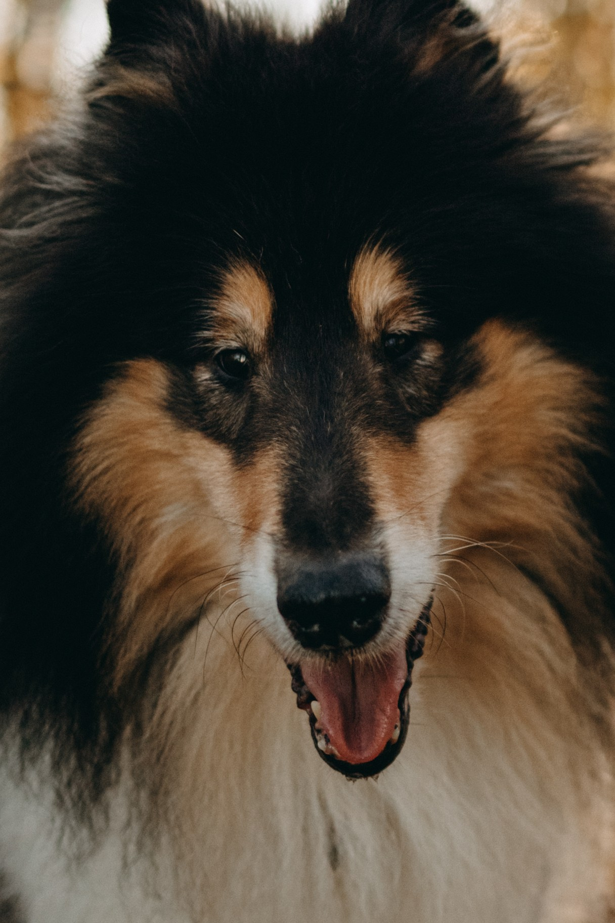 Ия и Барт. Фотограф — Анималист | Санкт-Петербург