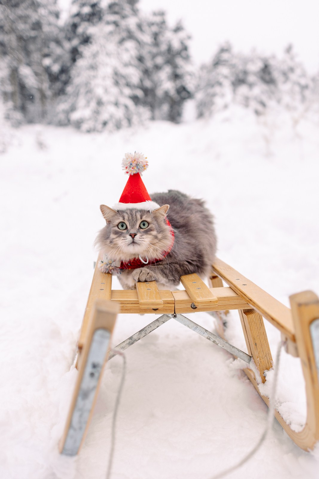 Прогулка. Ваш фотограф Наталья Лаэтина