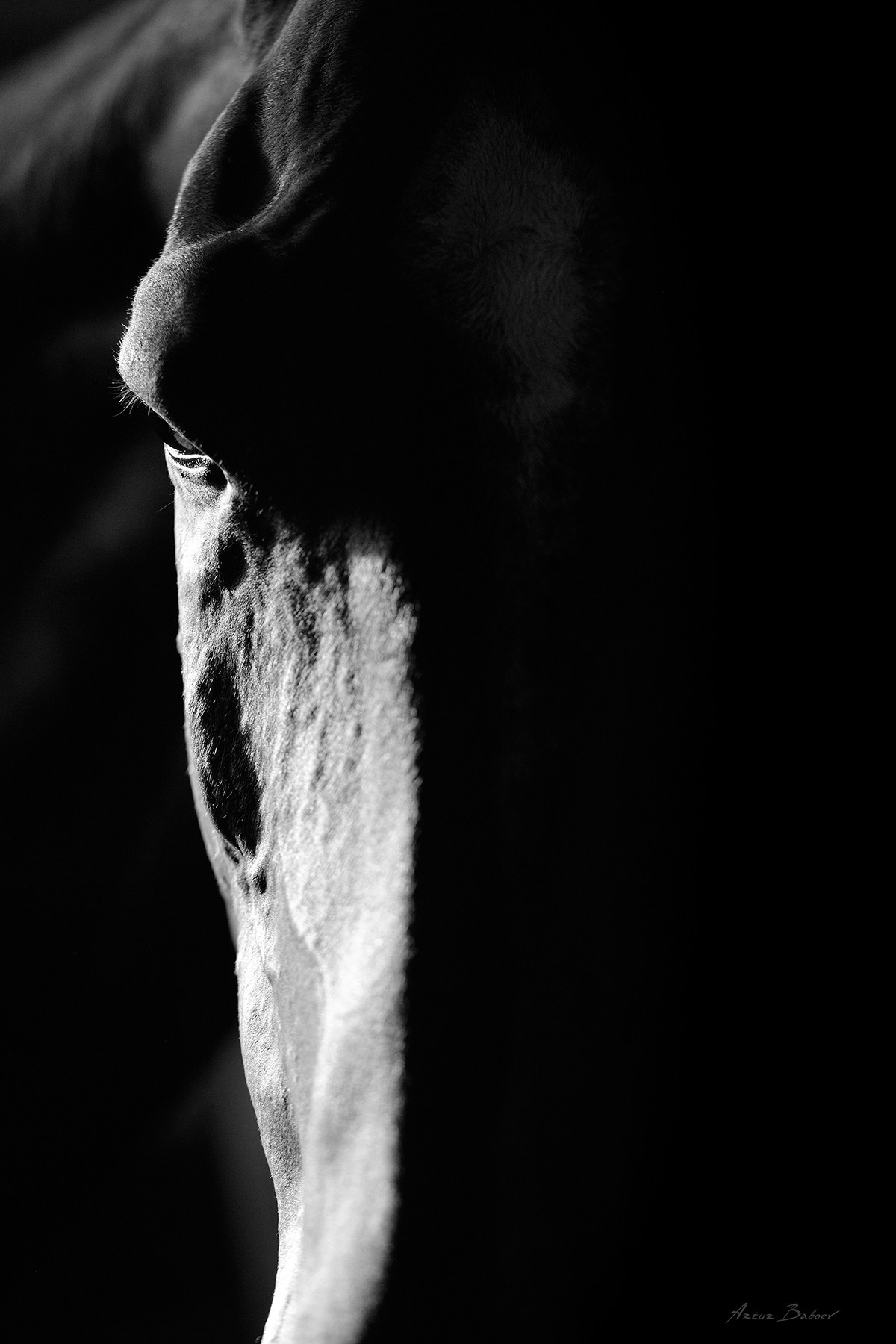 Gallery. Art photos of horses — ARTUR BABOEV | Photographer