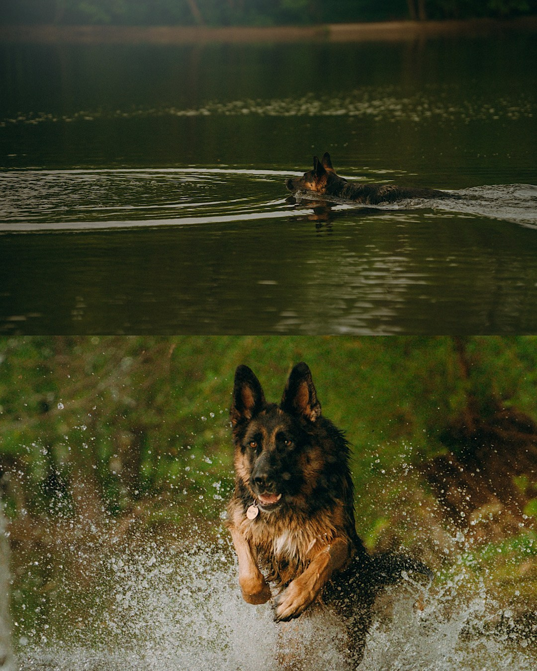 Людмила и Марта. Фотограф анималист в Москве и Санкт-Петербурге Свиридова Анна