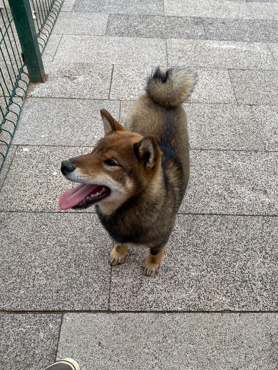 Шаман (сезам) * Шу_ Шаолинь Цукан. AMERICAN AKITA RUBYLIGHT KENNEL I SHIBA-INU