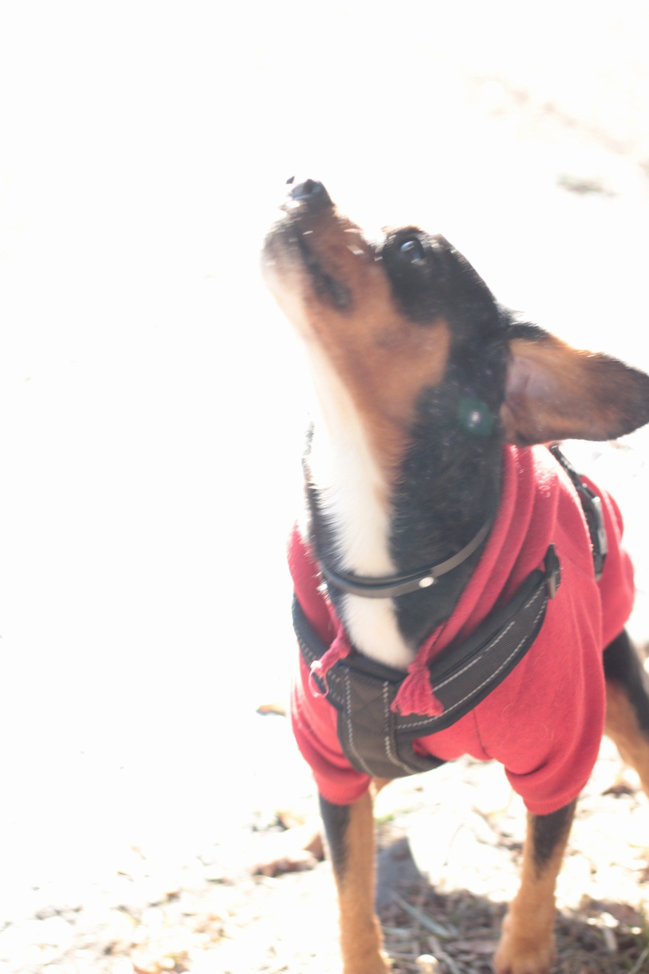 Маша и Кекс. Катя Попова|ЛайфСтайл фотограф