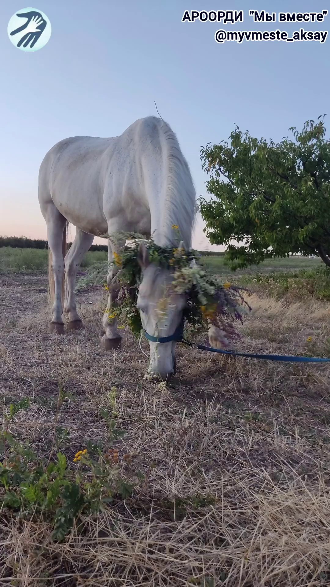Лошадиный день: праздник благородных друзей человека! ❤️🐎
