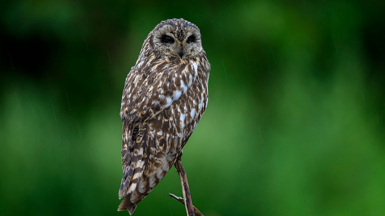 Short eared owl. Wildlife photography by Sergey Puponin