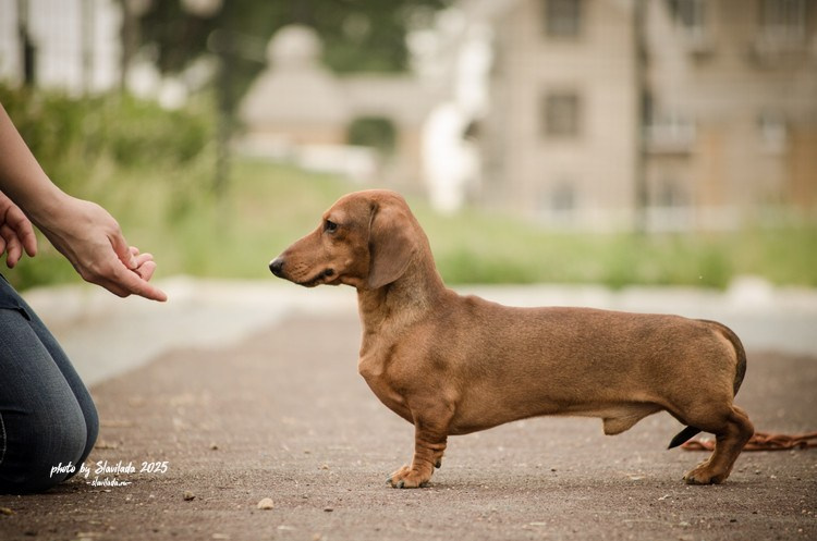 Экстерьерные фото. Slavilada-Лапки. Свет. Любовь… Профессиональная фотосессия питомцев Для памяти, пристройства и продажи. Хабаровск