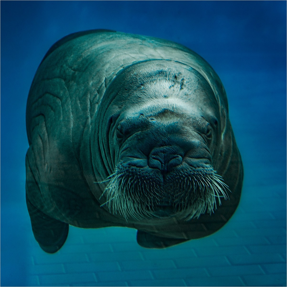 ЗООПАРК. Фотограф Владимир Остапенко