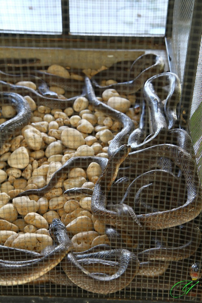 Тайланд. Пхукет 2013. Улица, люди, жизнь…