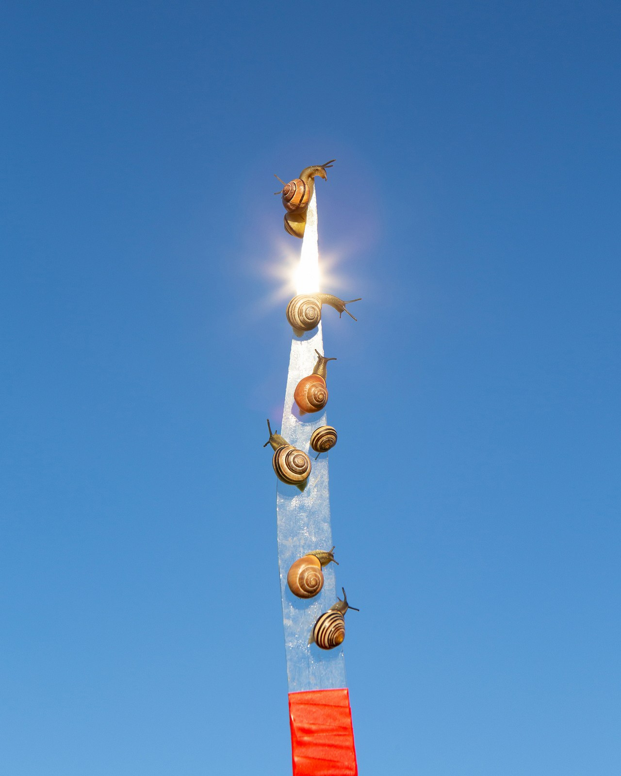 Условная ботаника. Фотографии Саши Любина