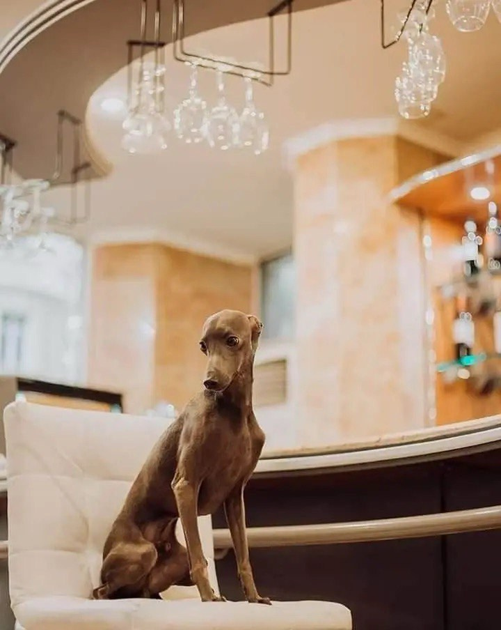 Весенние крошки. Профессиональный питомник левреток РКФ/FCI ASTI SAPPHIRE 💎 Сочи|Санкт-Петербург