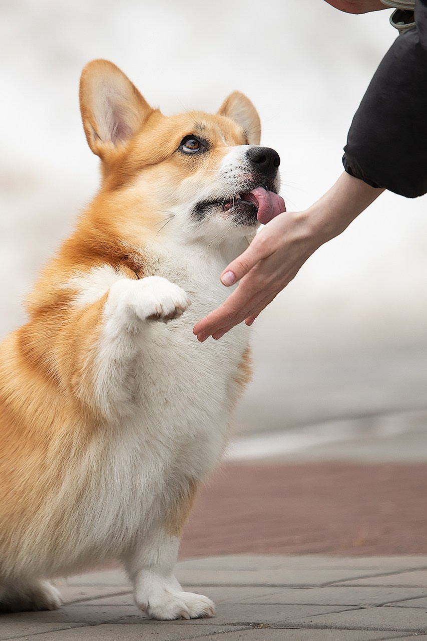 ПРОГУЛОЧНАЯ ИСТОРИЯ. Фотограф — анималист в Туле Юлия Лето