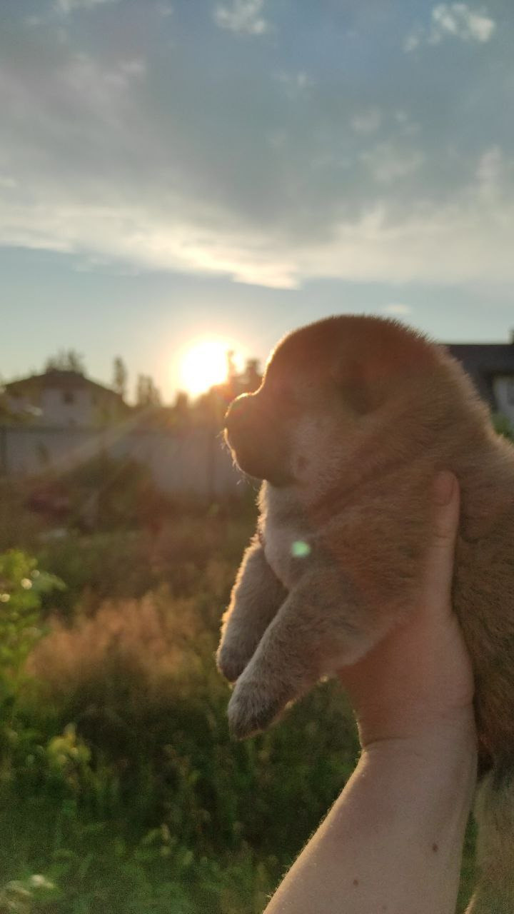 Сиба Rubylight Qiwi питомник Рубилайт 