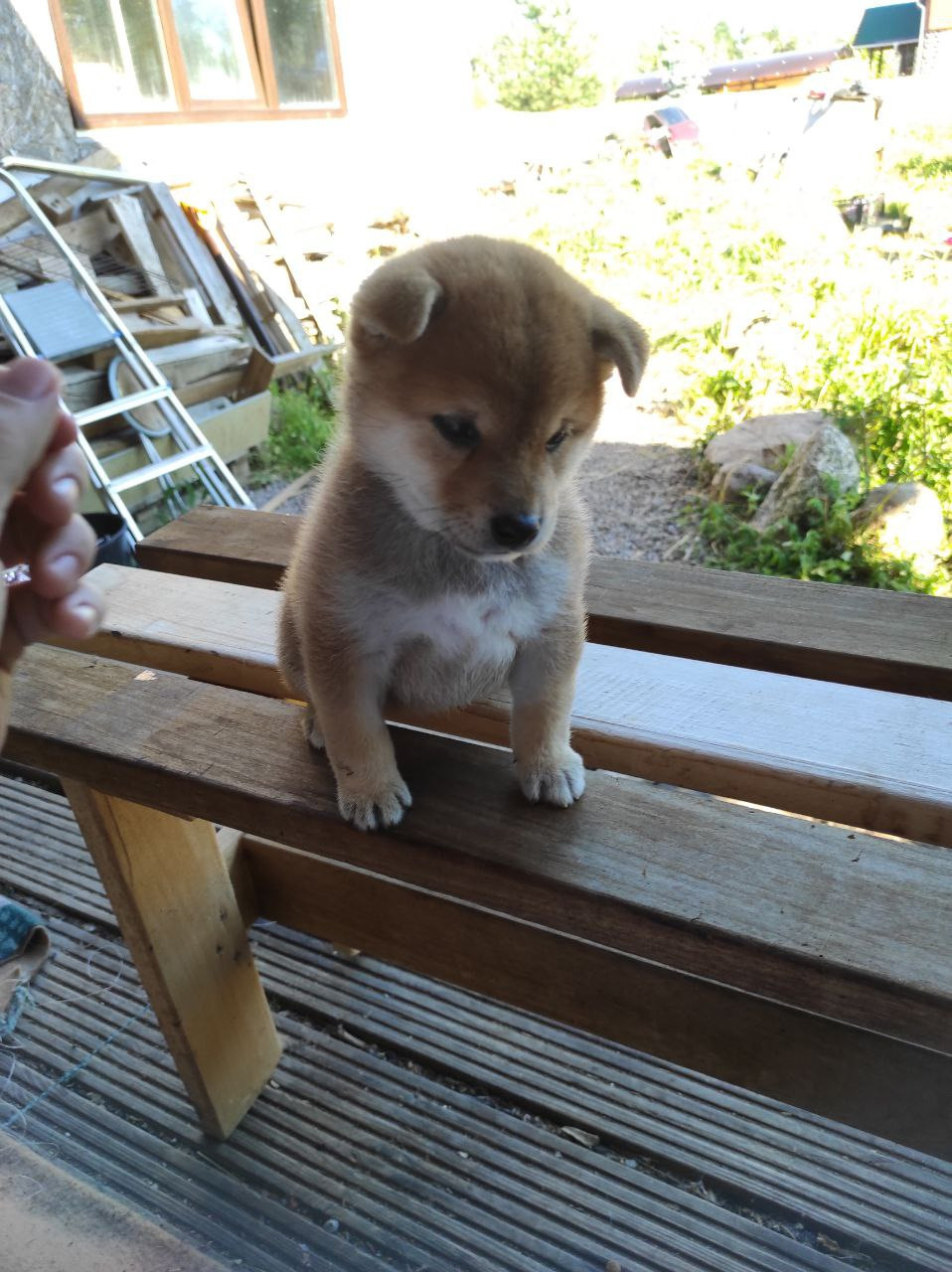 сиба питомник Рубилайт щенки на продажу rubylight  сиба щенки купить Шиба сиба-ину