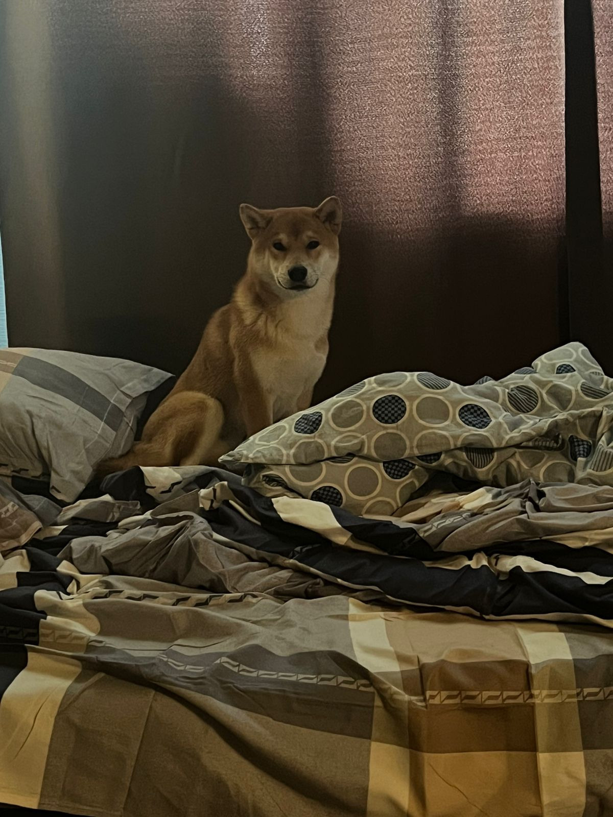 сиба питомник Рубилайт щенки на продажу rubylight  сиба щенки купить Шиба сиба-ину